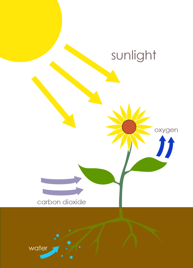 The Discovery of Photosynthesis - A Few Historic Photosynthesis Experiments