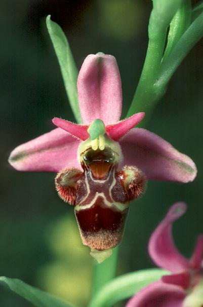 Bee Orchid - Ophrys scolopax Cavanilles